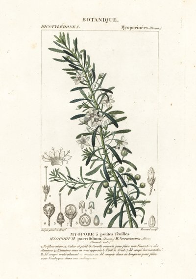 Krybende boobialla, Myoporum parvifolium af Stanghi Stanghi