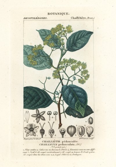 Dichapetalum pedunculate af Stanghi Stanghi