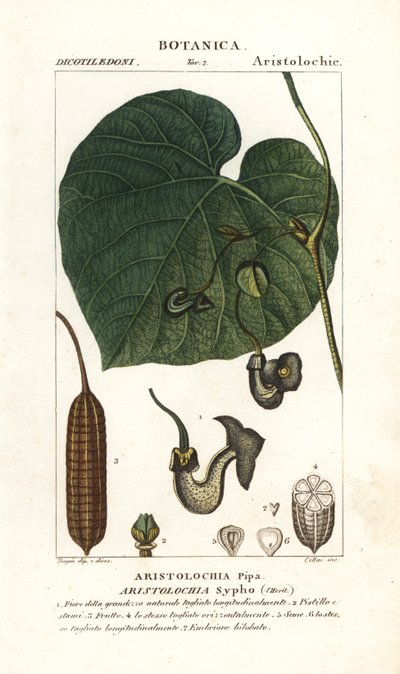 Hollænderpibe eller vinstokke, Aristolochia macrophylla af Stanghi Stanghi