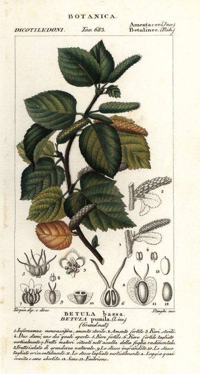Dværgbirk, Betula pumila af Stanghi Stanghi