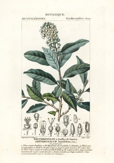 Erythroxylum laurifolium af Stanghi Stanghi