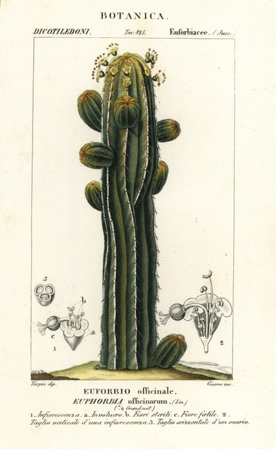 Euphorbia officinarum af Stanghi Stanghi