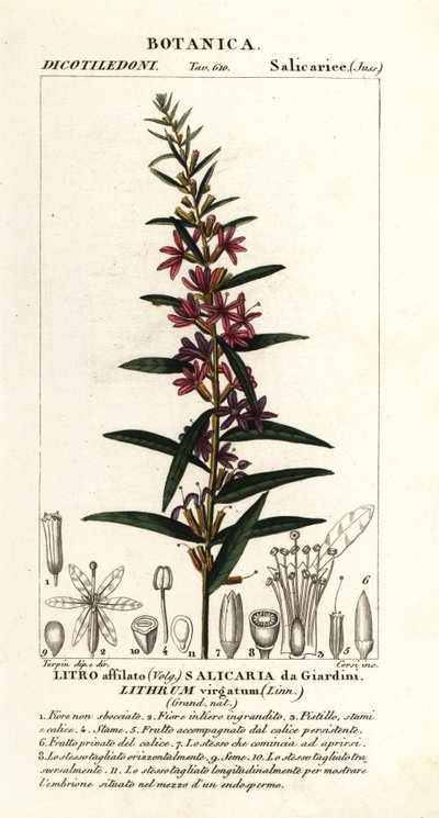 Europæisk tryllestav loosestrife, Lythrum virgatum af Stanghi Stanghi