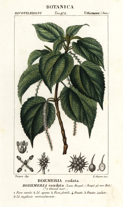 Falsk nælde, Boehmeria caudata af Stanghi Stanghi