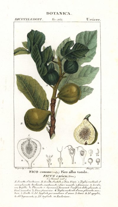 Figentræ og frugt, Ficus carica af Stanghi Stanghi