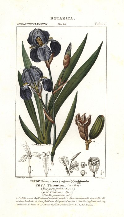 Florentinsk iris, Iris germanica var florentina af Stanghi Stanghi