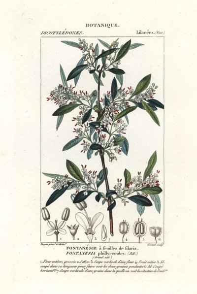 Fontanesia phillyreoides af Stanghi Stanghi