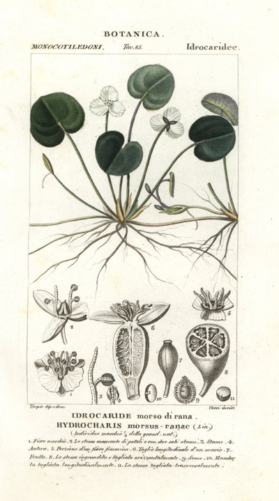 Frogbit, Hydrocharis bide-frø af Stanghi Stanghi