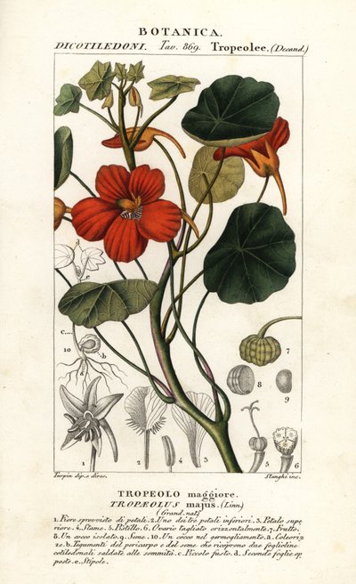 Havenasturtium, Tropaeolum major af Stanghi Stanghi