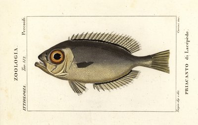 Glasøje store øjne, Heteropriacanthus cruentatus af Stanghi Stanghi
