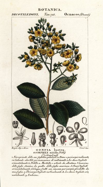 Gomphia nitida af Stanghi Stanghi
