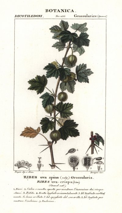 Stikkelsbær, Ribes uva-crispa af Stanghi Stanghi