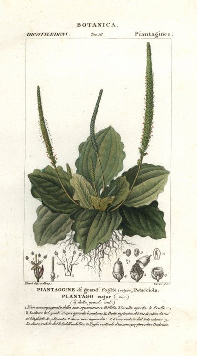 Større plantain, Plantago major af Stanghi Stanghi