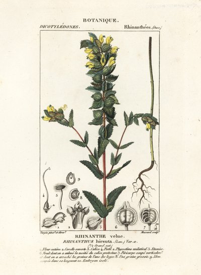 Større gul rangle, Rhinanthus alectorolophus af Stanghi Stanghi