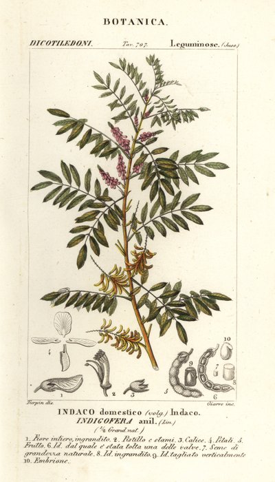 Guatemalansk indigo, Indigofera suffruticosa af Stanghi Stanghi