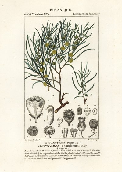 Gyrostemon ramulosus træ af Stanghi Stanghi