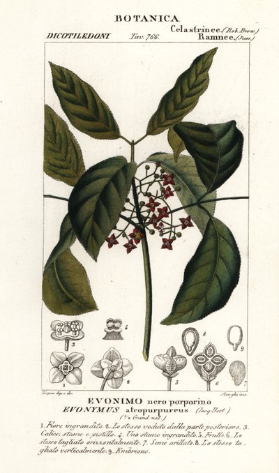 Hamiltons spindeltræ, Euonymus hamiltonianus af Stanghi Stanghi