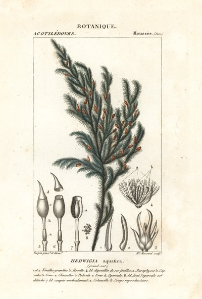 Hedwigia aquatica mos af Stanghi Stanghi