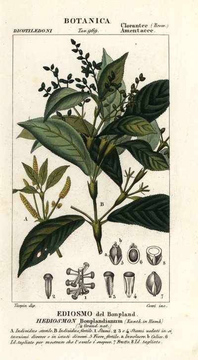 Hedyosmum bonplandianum af Stanghi Stanghi