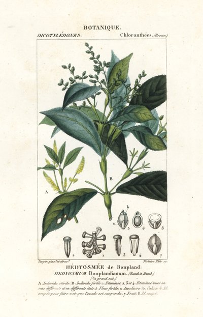 Hedyosmum bonplandianum, Kunth af Stanghi Stanghi