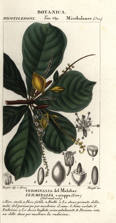 Indisk mandel, Terminalia catappa af Stanghi Stanghi