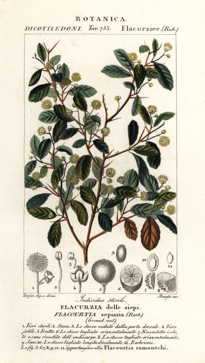 Indisk blomme, Flacourtia indica af Stanghi Stanghi