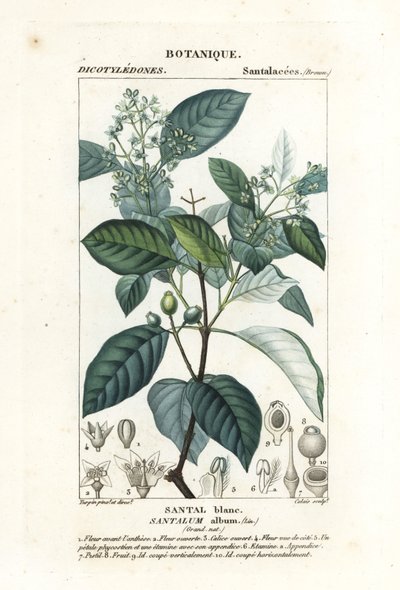 Indisk sandeltræ, Santalum album, sårbar af Stanghi Stanghi