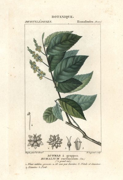 Jerntræ, Homalium clusterumus af Stanghi Stanghi