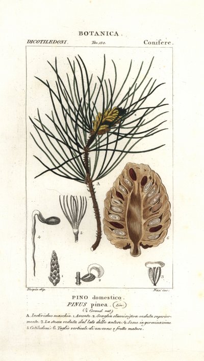 Italiensk stenfyr, Pinus pinea af Stanghi Stanghi