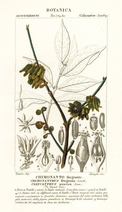 Japansk allehånde, Chimonanthus praecox af Stanghi Stanghi