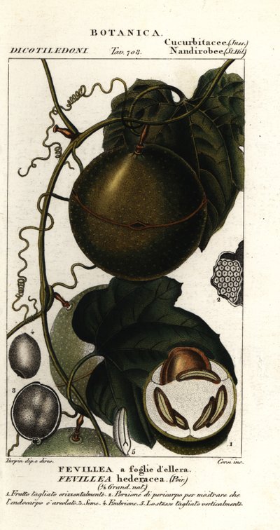 Javillo eller modgift kakonfrugt, Fevillea cordifolia af Stanghi Stanghi