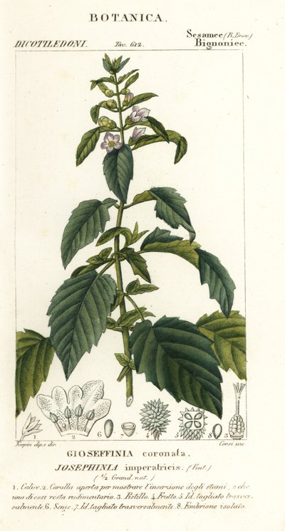 Kejserinde Josephine af Stanghi Stanghi