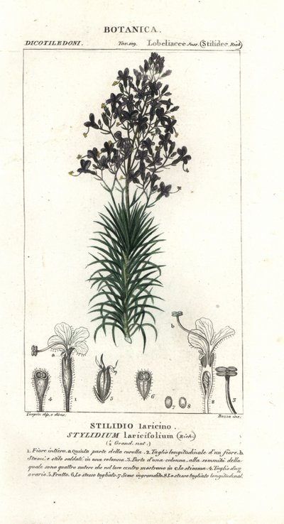 Lærkeblad eller træudløserplante, Stylidium laricifolium af Stanghi Stanghi