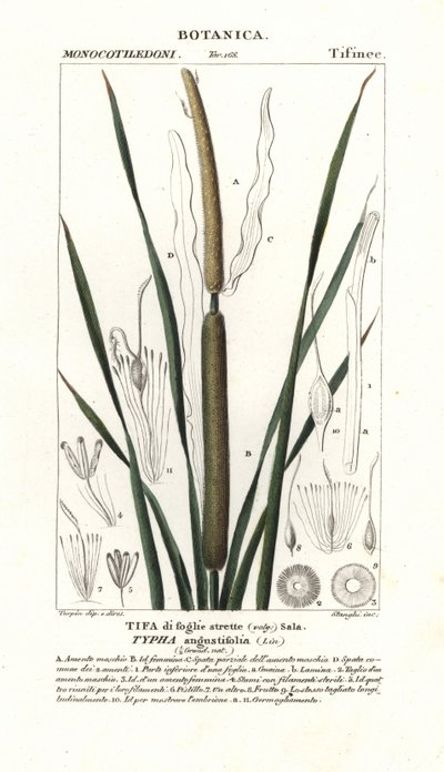 Mindre bulrush, Typha angustifolia af Stanghi Stanghi
