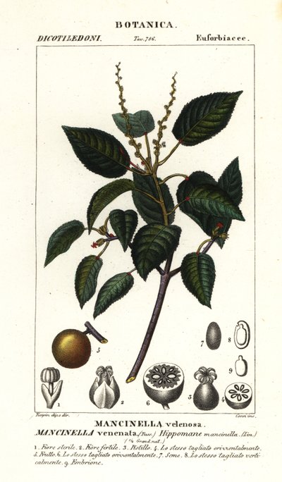 Manchineel eller strandæbletræ, Hippomane mancinella af Stanghi Stanghi