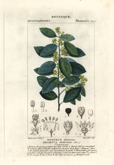 Middelhavstorn, Rhamnus alaternus af Stanghi Stanghi