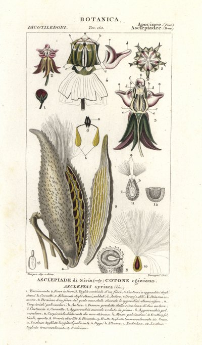 Milkweed, Asclepias syriaca af Stanghi Stanghi