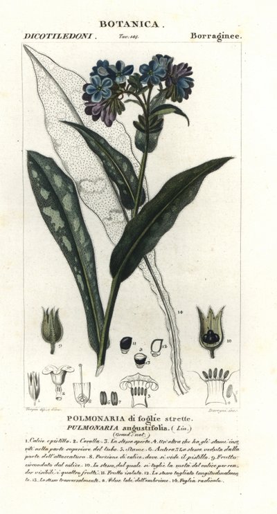 Smalbladet lungeurt, Pulmonaria angustifolia af Stanghi Stanghi