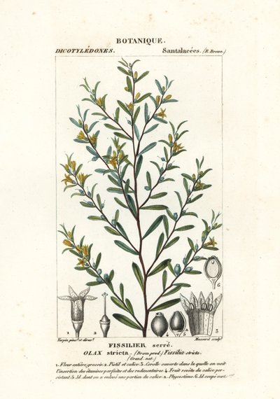 Olax stricta af Stanghi Stanghi