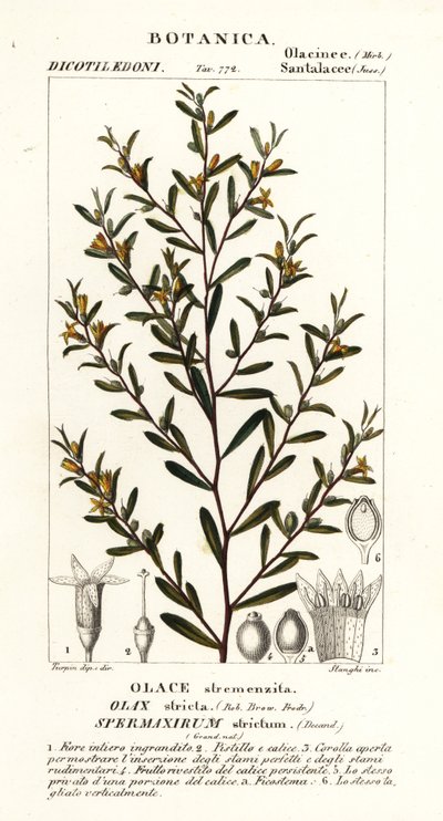Olax stricta af Stanghi Stanghi
