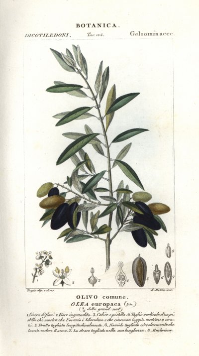 Olive tree, Olea europaea af Stanghi Stanghi