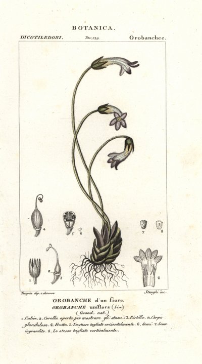 Enblomstret gyvelrap, Orobanche uniflora af Stanghi Stanghi