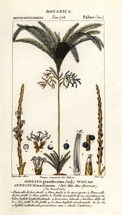 Palme, Geonoma maxima af Stanghi Stanghi