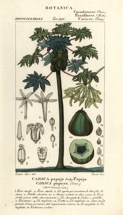 Papaya, papaw eller pawpaw træ og frugt, Carica papaya af Stanghi Stanghi