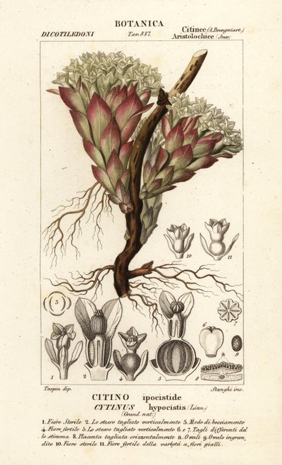 Snylteplante, Cytinus hypocistis af Stanghi Stanghi