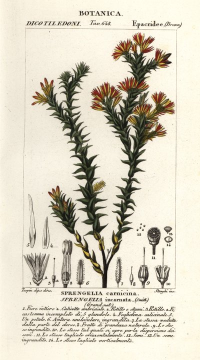 Lyserød sumphede, Sprengelia incarnata af Stanghi Stanghi