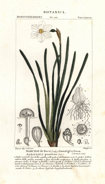 Digterens påskelilje, Narcissus poeticus af Stanghi Stanghi