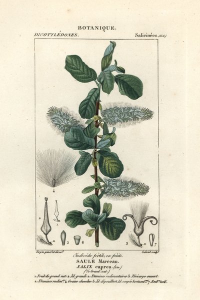 Fissepil, Salix caprea af Stanghi Stanghi