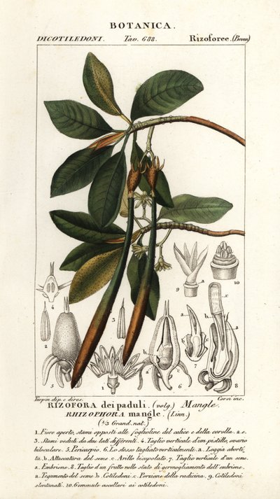 Rød mangrove, Rhizophora mangle af Stanghi Stanghi