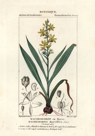 Rød rod, Wachendorfia thyrsiflora af Stanghi Stanghi